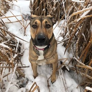 Meet your Posher, Josie